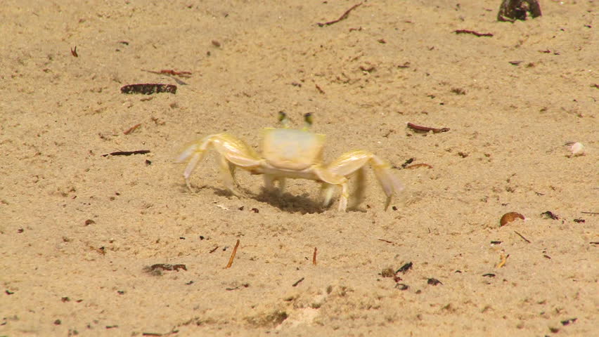 Crab on the sand in Ilheus, Brazil