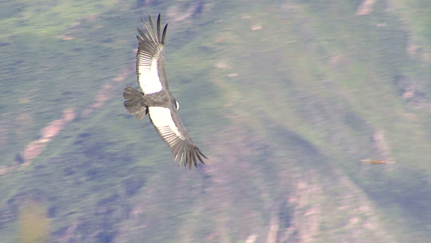 Falcon in Peru