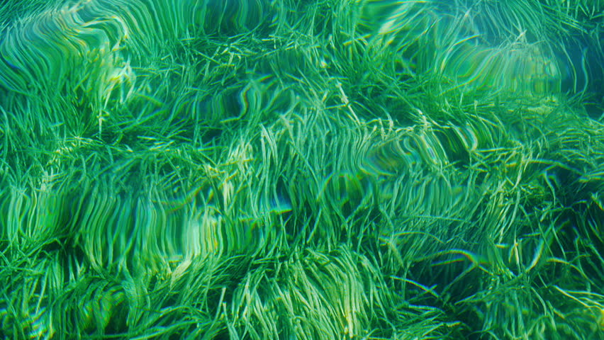 Water surface with underwater world. Aerial shot. Adriatic sea.