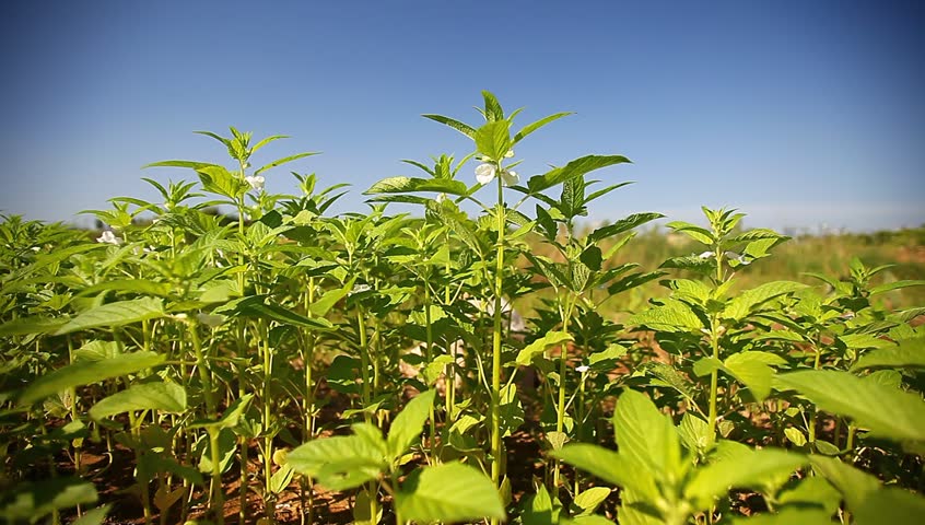 sesame plant in the farmland with white flower blooming