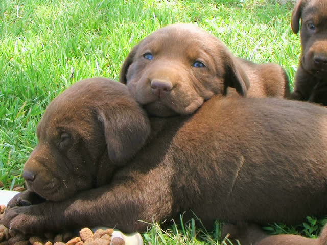 Lab Puppies Resting 