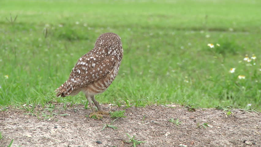 Burrowing owls