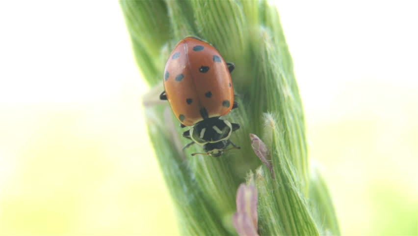 Lady bug eating corn stalk
