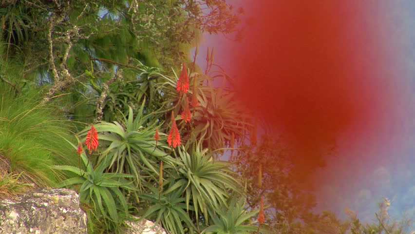 Rack focus of Slender Red Hot Poker flowers, South Africa