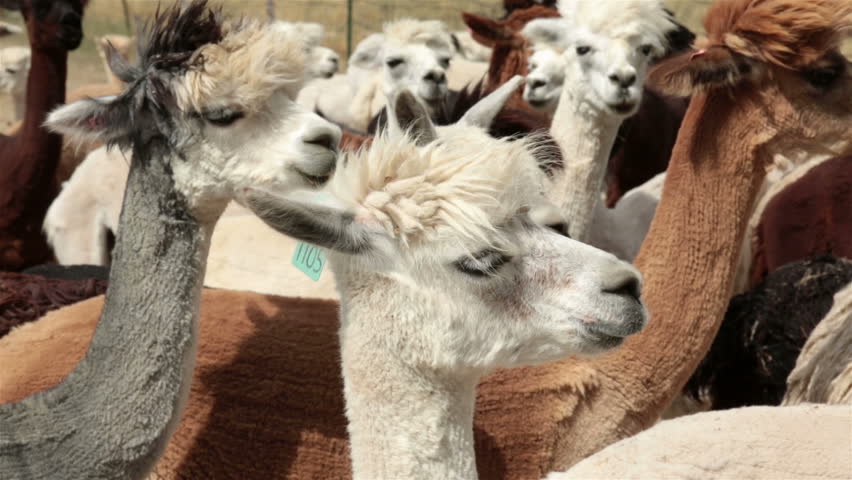 Alpaca livestock herd on Utah farm ranch