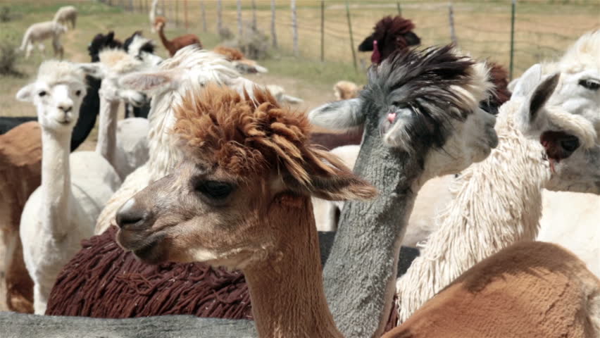 Alpaca herd close up