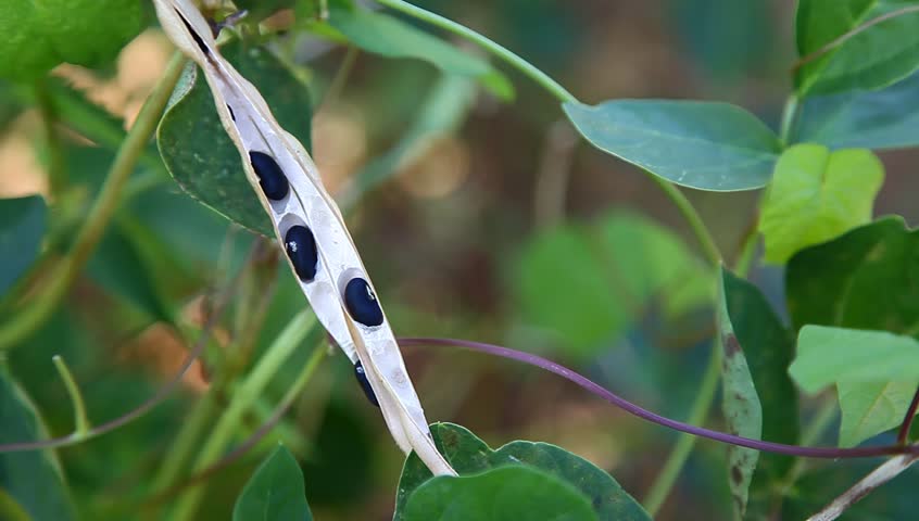 black beans under wind