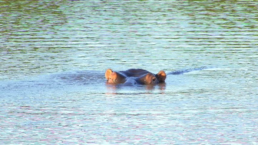 Hippopotamus peeks out from underwater in South Africa