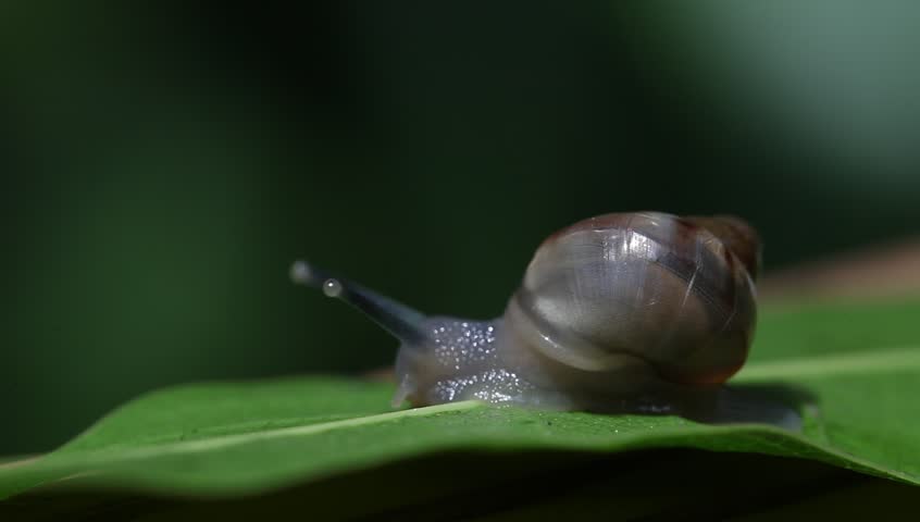 a Snails heartbeat viewed through its shell as it crosses a green leaf