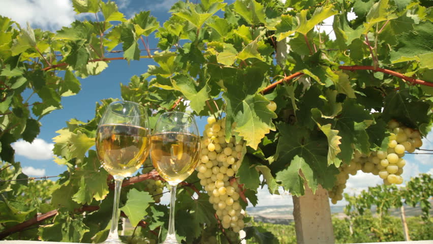 Two glasses of white wine and bunch of muscat white grapes