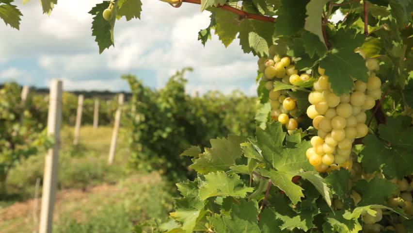 Muscat White Grapes