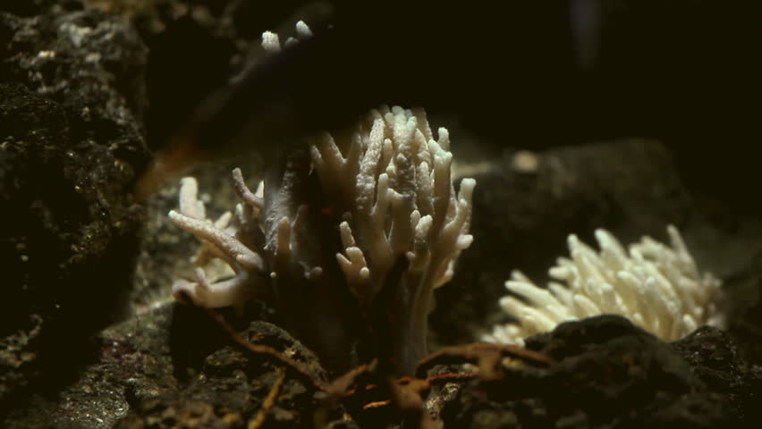 Anemone

Description:Sea anemone in the water.

