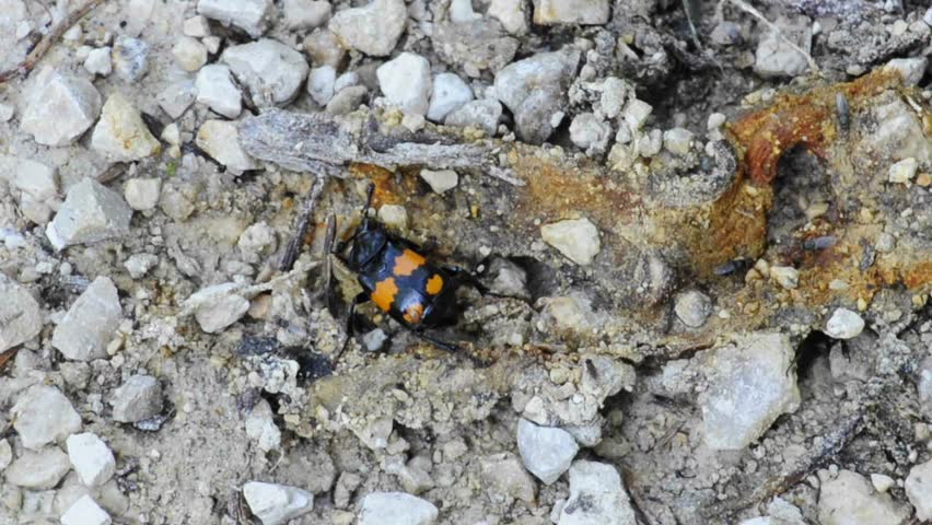 burying beetle