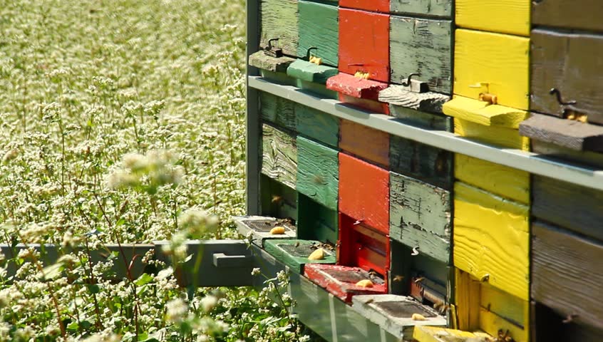Apiary with bees flying and buckwheat field.