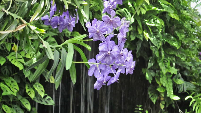 Vanda orchid in front of small waterfall in tropical ambiance. Some insects in the air flying away.