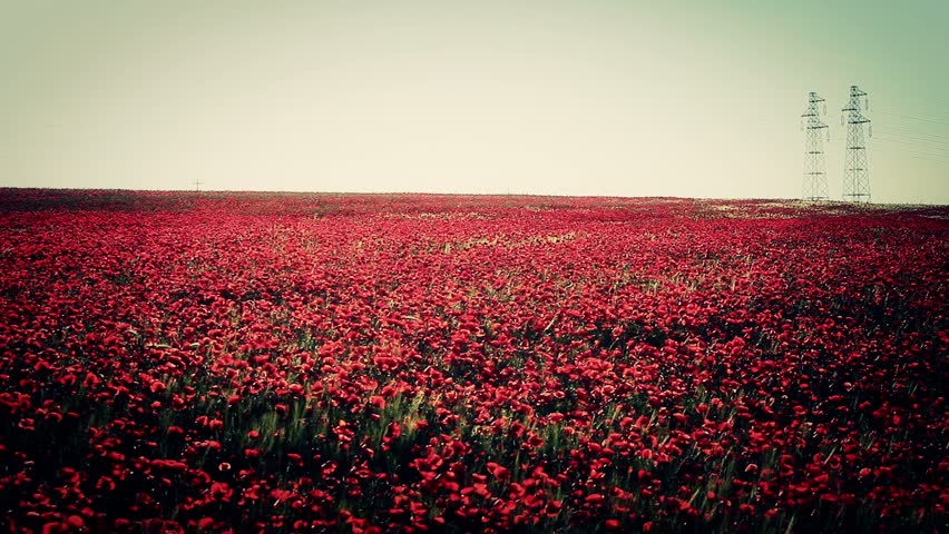 Expanse of poppies 