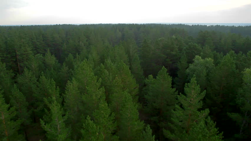 flight over beautiful evergreen forest