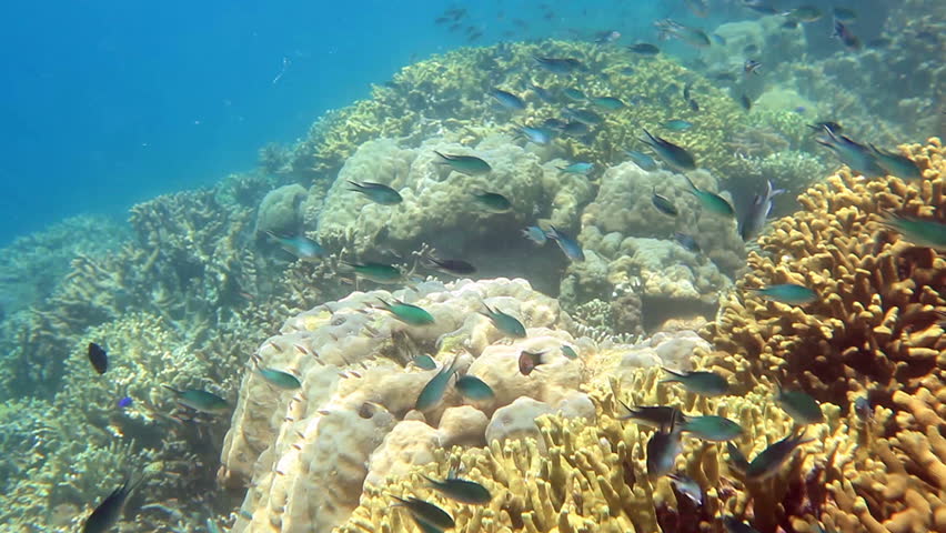 School of fish on the coral reef