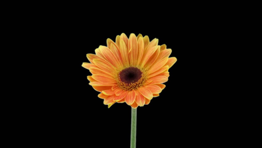 Time-lapse of growing and opening orange gerbera flower isolated on black background 1
