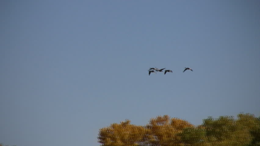 A small flock of  Canadian geese flying low above the cottonwood trees that line the Rio Grande River in Albuquerque, New Mexico, in full fall colors
