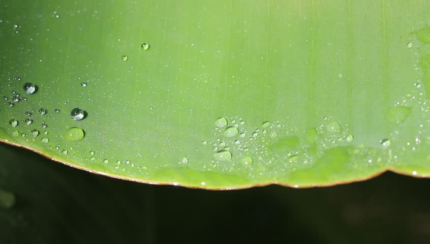 Water drops on fresh green leaf