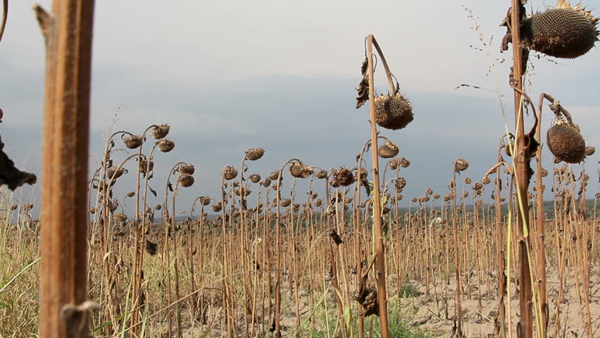 Sunflower field affected by drought ...