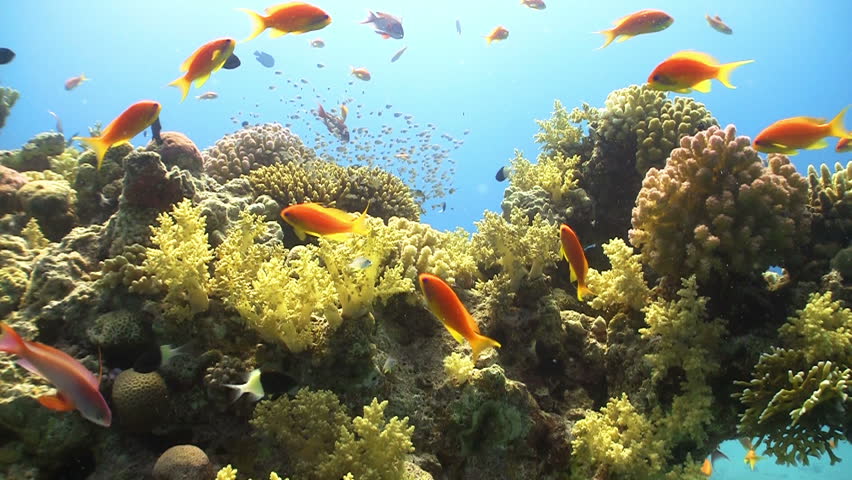 Colorful Fish on Vibrant Coral Reef, Red sea