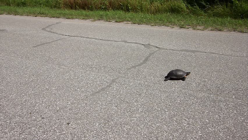A Man Stops His Car to Safely Assist an Endangered Blanding's Turtle (Emydoidea blandingii) Across a Road Before it is Hit by a Car.  Road mortality is a leading cause of decline in turtle species.