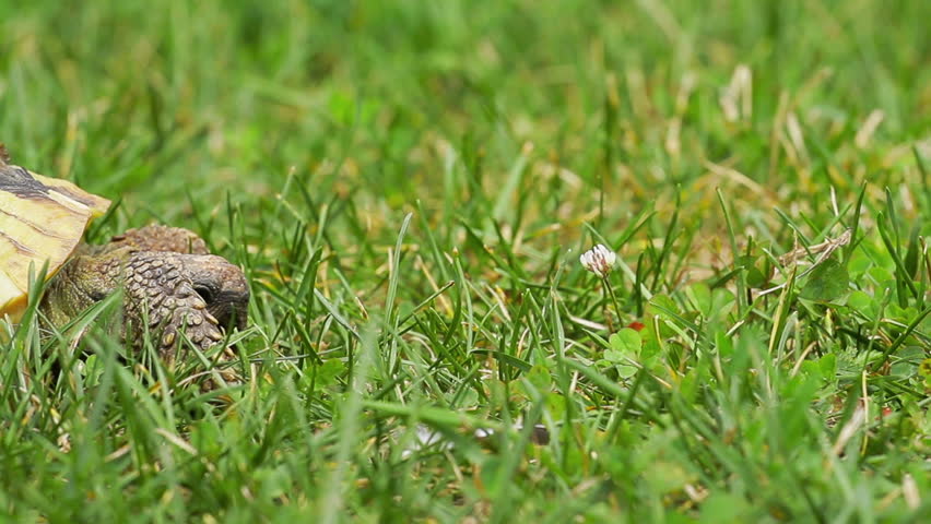 Old, yellow colored turtle slowly moving through the scene on green grass (shot during hot sunny day, Isolated focus)