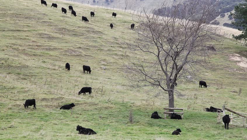 Black steers bulls on a farmland in New Zealand.