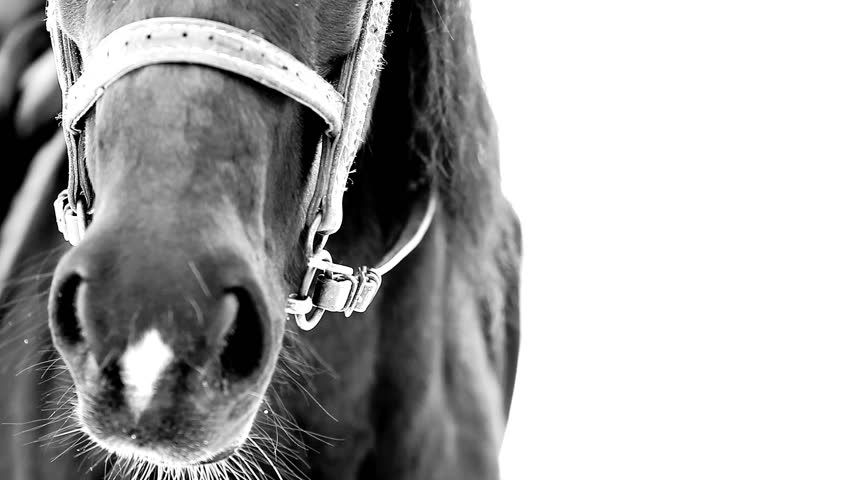 Breathing of black horse in winter