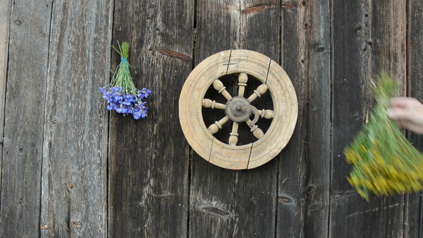 hanging medical herbs bunch on old ranch wall