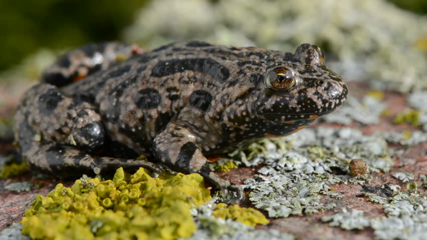 European Fire-bellied Toad(Bombina bombina) on stone 
