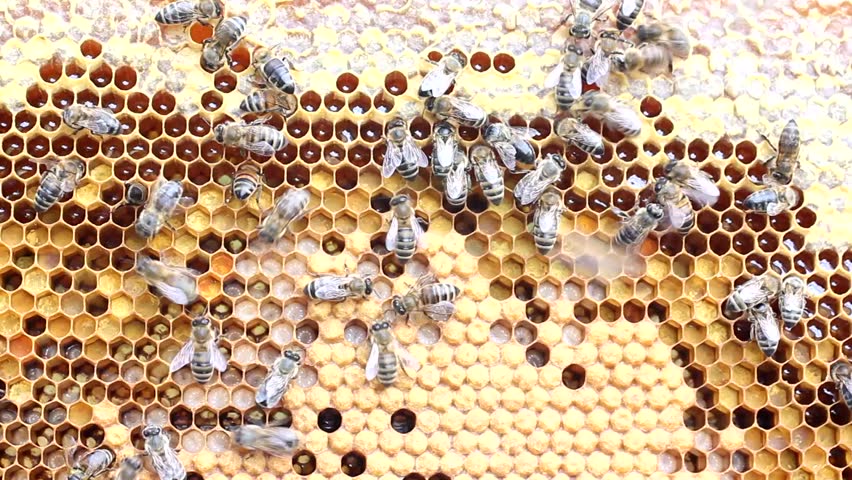 Bees are protected from attack
Fall in bee hives penetrate others who have to be thrown out.
