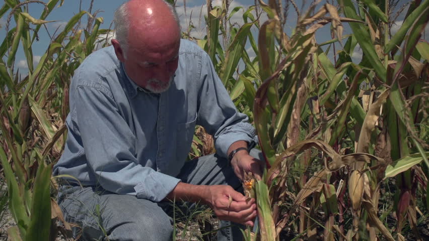 Farmer inspecting poor corn crop, drought