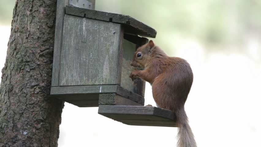 A red squirrel (Sciurus vulgaris) in north-east Scotland