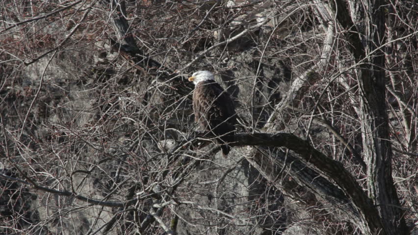 A bald eagle sitting in a tree over a river stretches its neck as it prepares to fly.