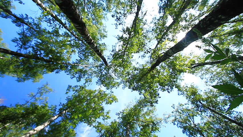 An underside view of leaves on a fern-like plant in the woods. The leaves blow in the wind, with the forest visible in the background.