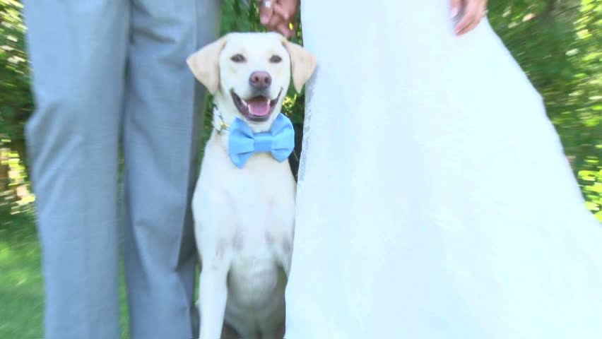 Model released bride and groom with their dog, posing and kissing for portraits on their wedding day.