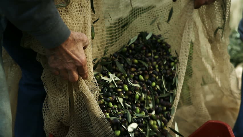 Olive harvest collecting olives