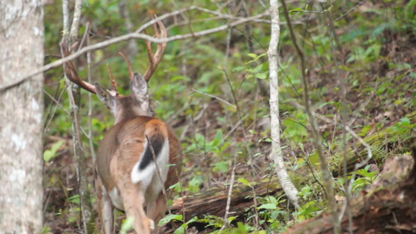 Whitetail Deer mature bucks in September