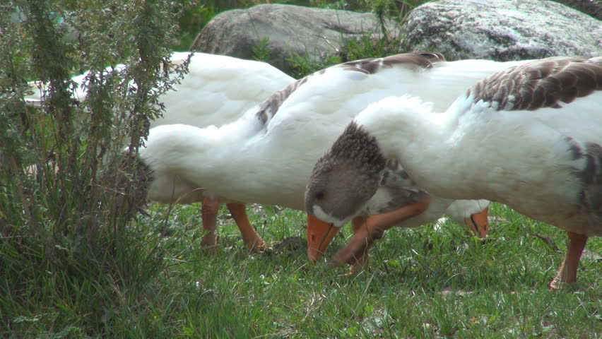 Geese Eating Grass, Close Up, Geese Grazing, Domestic Geese Nibbling Green Grass