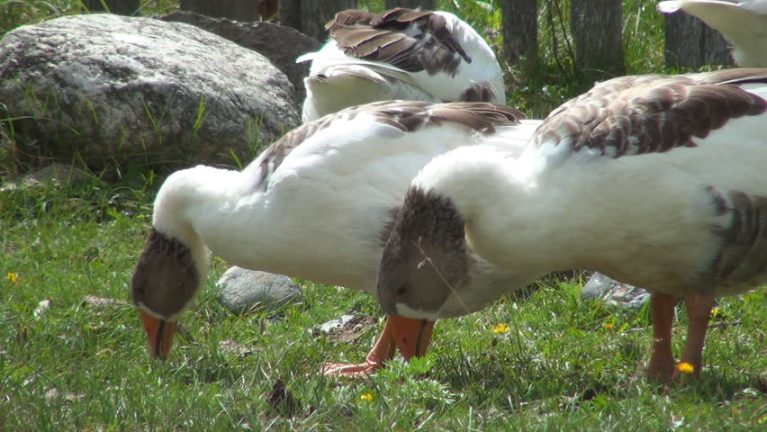 Geese Eating Grass, Geese Grazing, Domestic Geese Nibbling Green Grass, Closeup