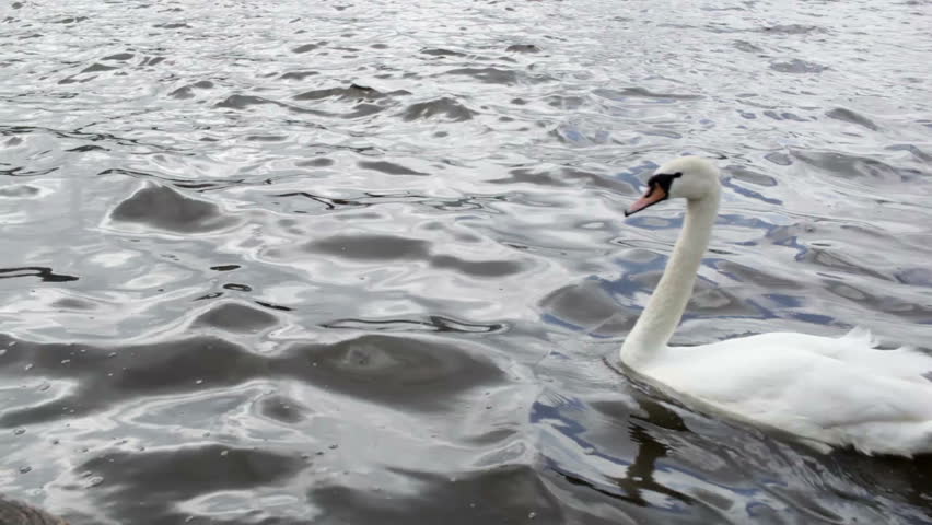 White swan on the Elbe river in Hamburg, Germany.
