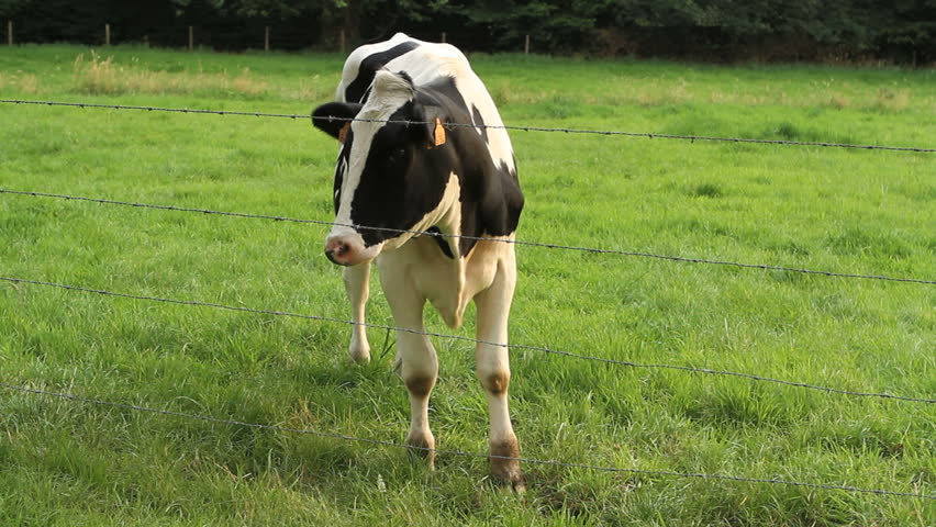 Cow grasping and looking up