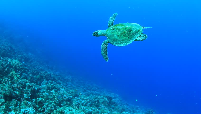 Hawksbill Turtle swims over coral reef in Red Sea