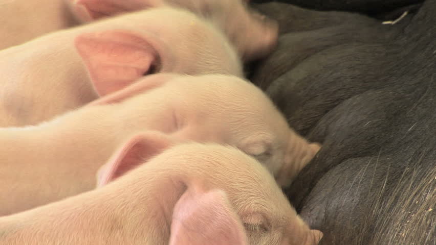 Baby Pigs 