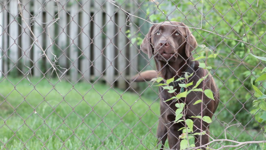 Dog standing behind fence barks