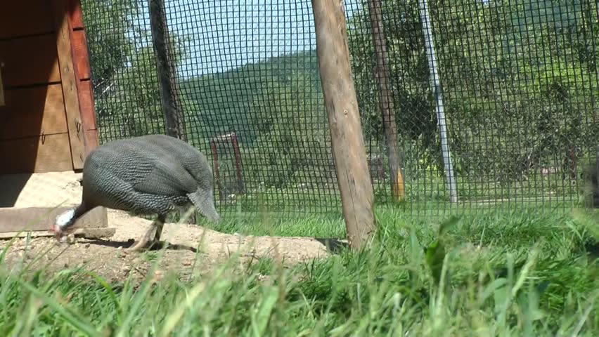 Guinea Fowl, peacock and pigeon in a farm