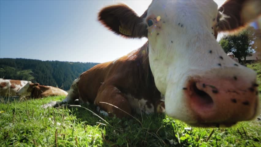 Cow Close Up Alpine Landmark